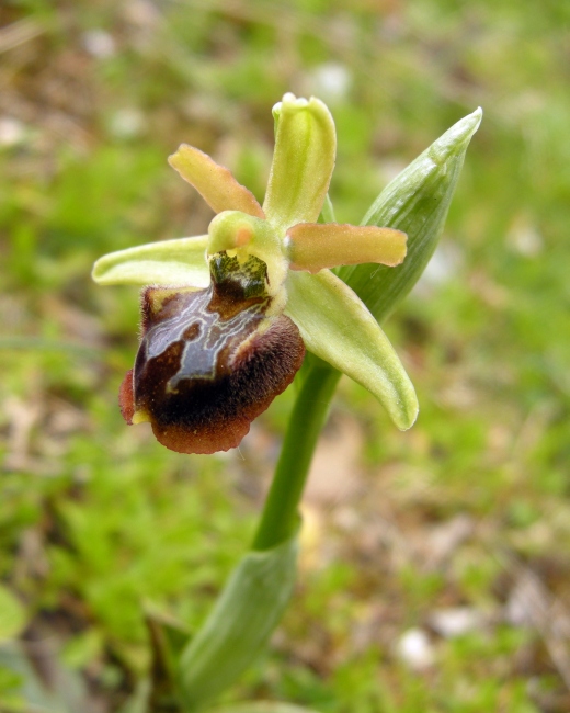 ophrys sphegodes?